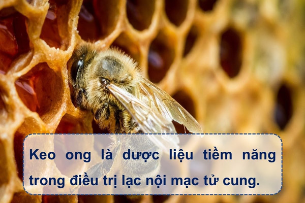 Keo ong là dược liệu tiềm năng trong điều trị lạc nội mạc tử cung